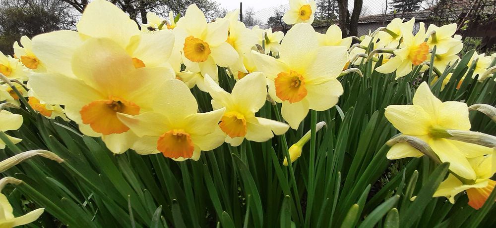 Български многогодишни цветя, 1лв брой