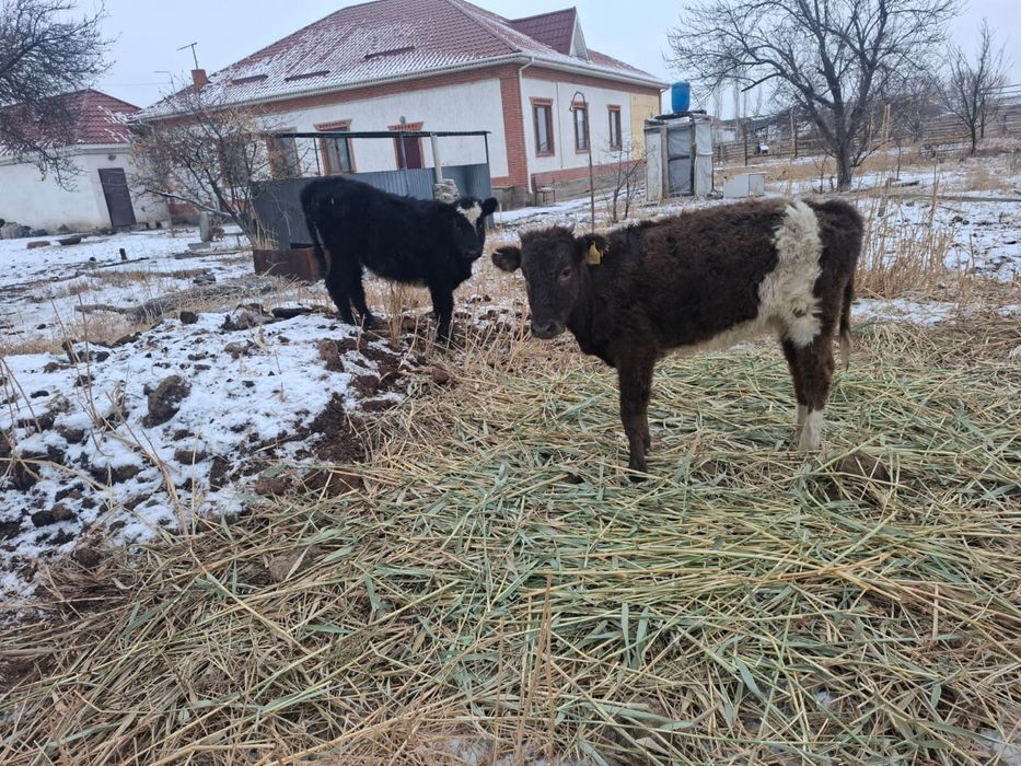 Екі ұрғашы баспақ