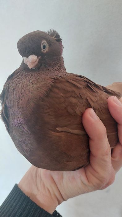 Голуби Красный руян кептер