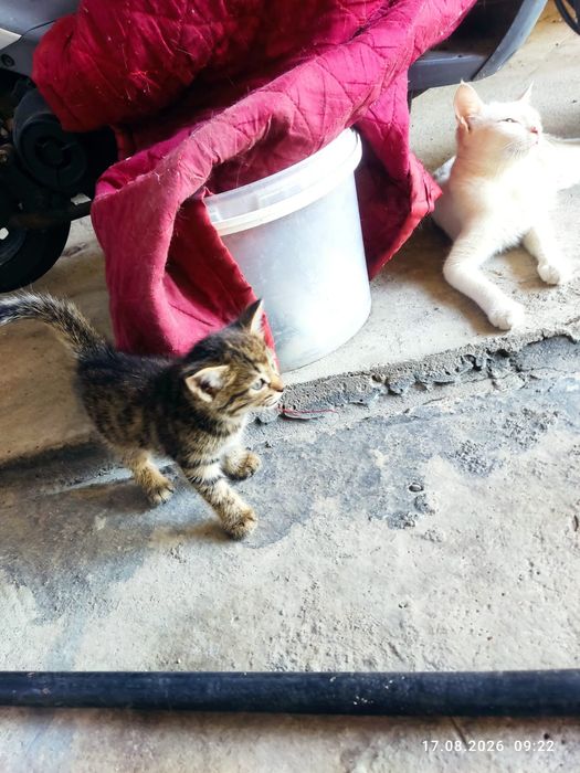 Отдам котят бесплатно