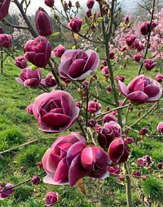 vindem magnolii albe/mov/roz/galbene/albastre