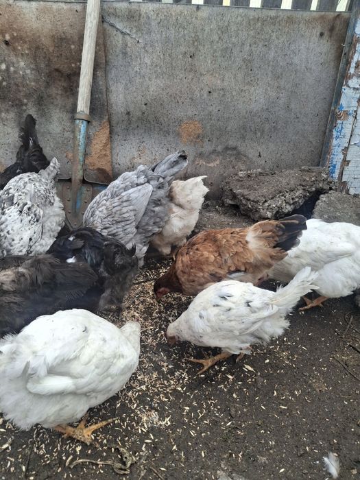 Продам домашних кур