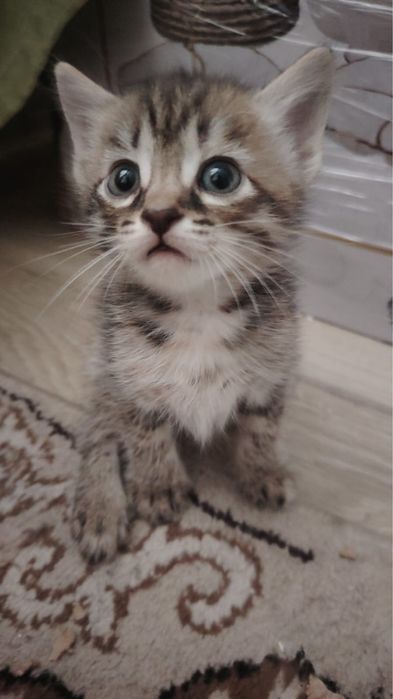 Отдам милых котят в добрые руки срочно