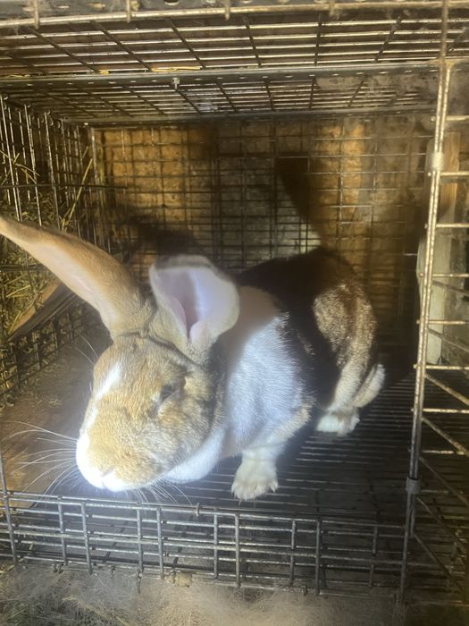 Iepuri de vanzare haycol francez