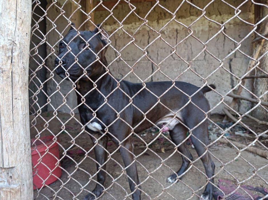 Pitpul it               .