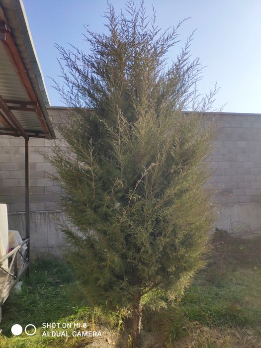 Можевельник очень красивый