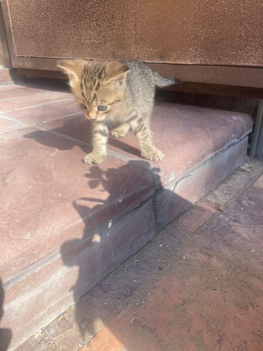 Отдам котят девочки один месяц