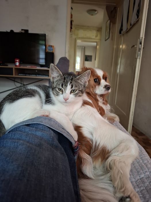 Подарявам малко коте