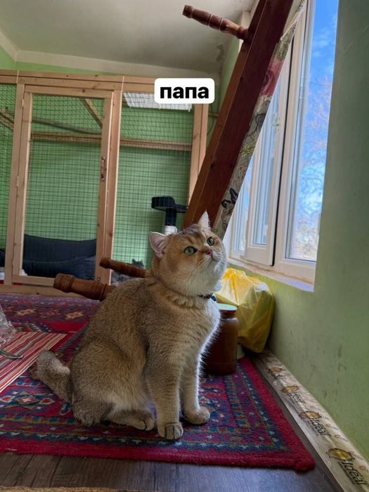 котенок породистый чирчик