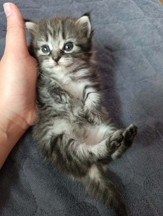 Отдам котенка девочку