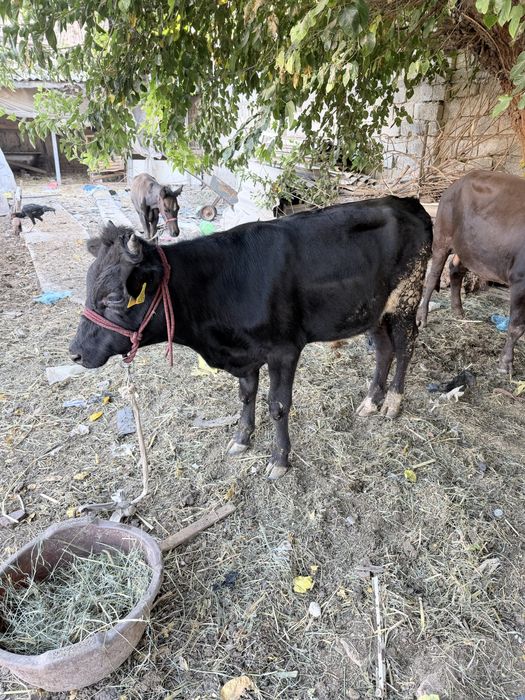 Buqacha sotlad toshkenda