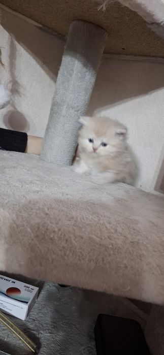 Шикарный котёнок мальчик