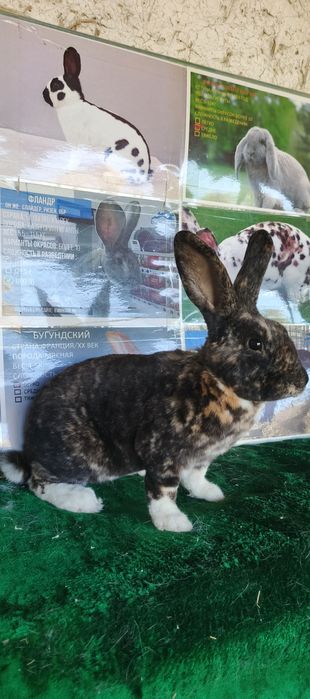 Рекс зоти куенлар