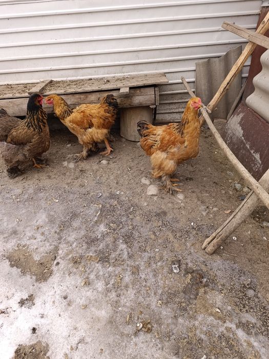 Брам балапан атештер сатылады