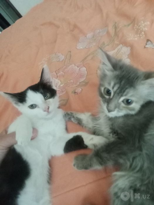 Bepul aqlli mushukchalar sartepo sevinchga yaqin