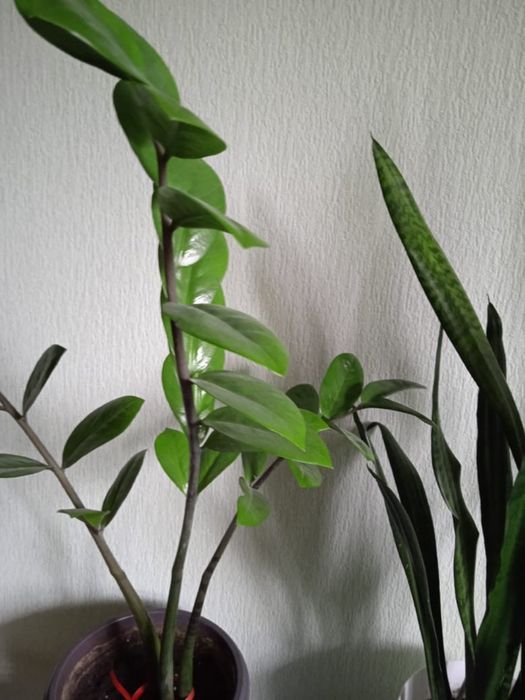 Продаются цветы