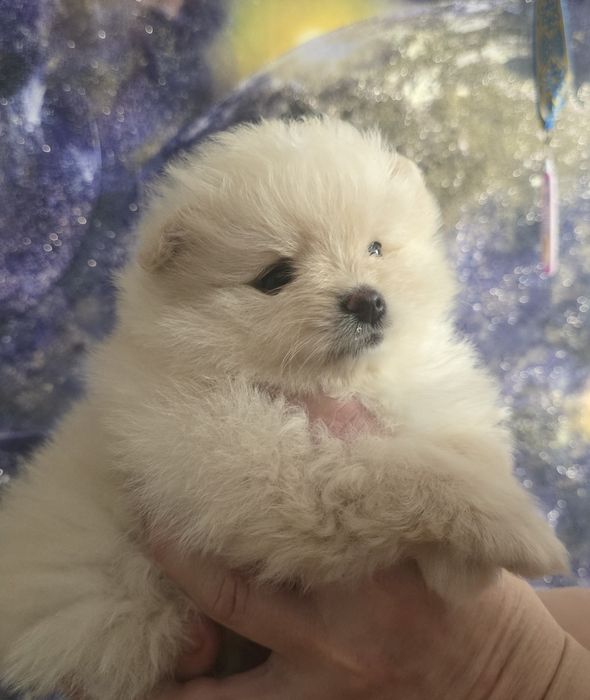 Предлагаю  кукольную мини девочку