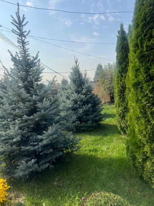Ёлки туи срочно продам