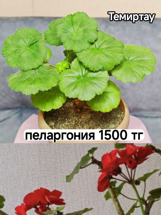 Комнатные растения