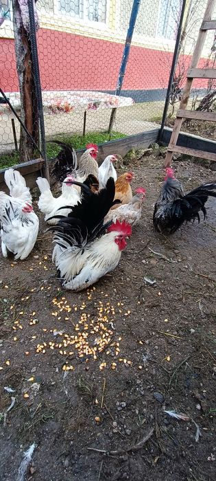 Cocosi chabo de anu asta