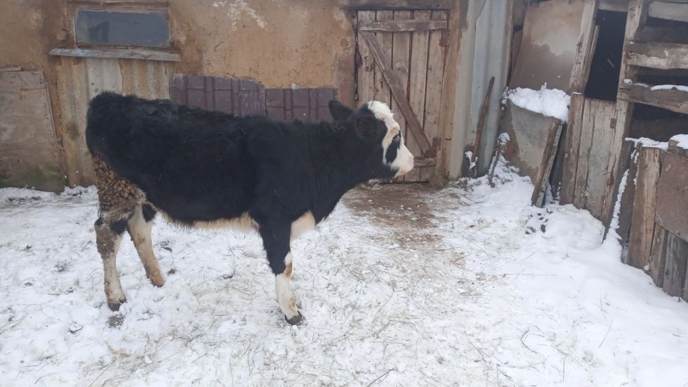 Телочка, 8 месяцев