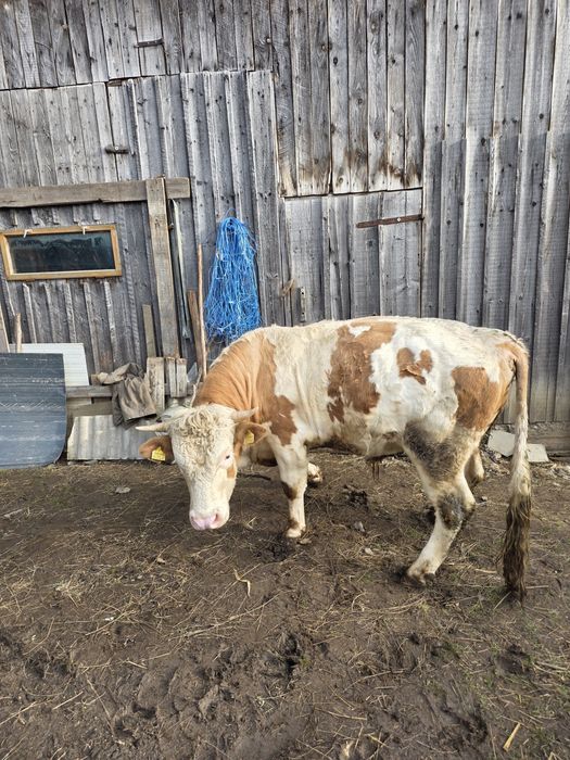 Taur de vânzare de 2.7ani