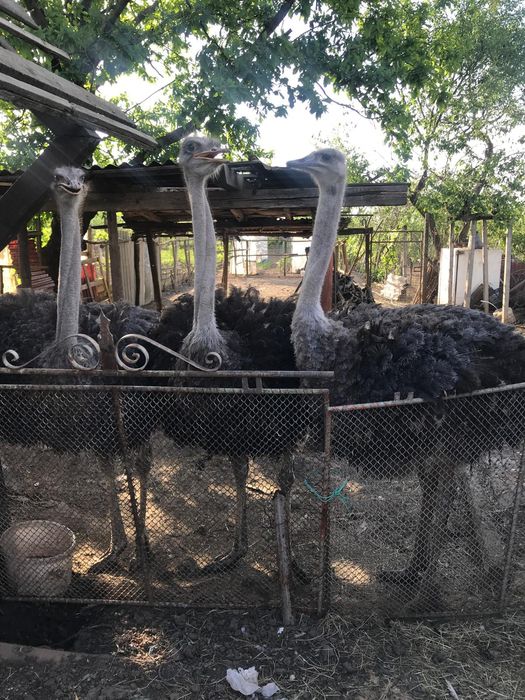 Vând o pereche de struți de 1 an și 2 luni