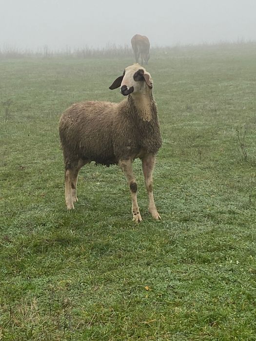 Oi carabasa cu cap negru de Teleorman