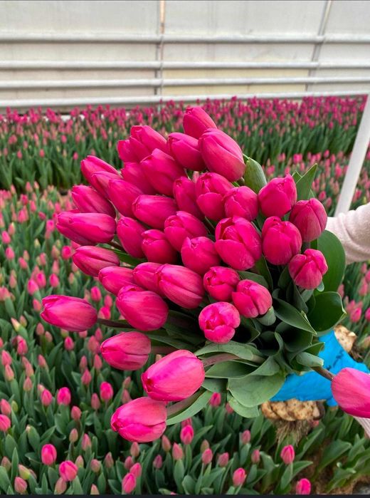 Тюльпаны оптом и в розницу