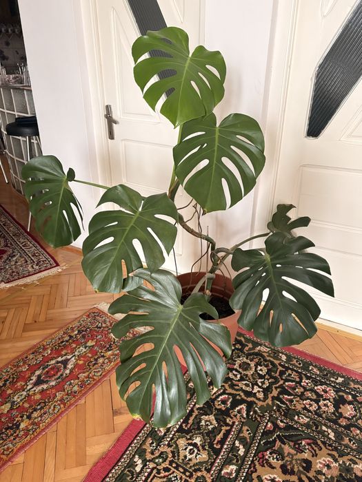 Plantǎ de camerǎ- philodendron