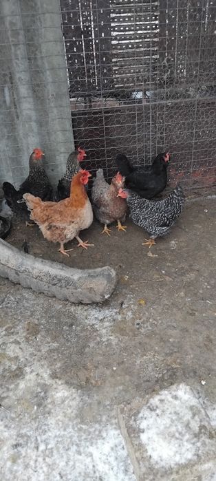 7 găini românești tinere