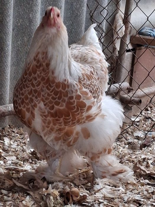 Куры брама Белые золото