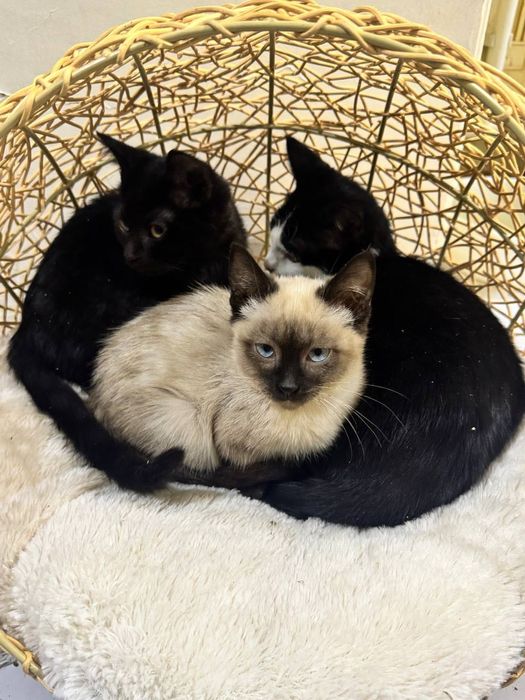 Отдадим в добрые руки и ответственные руки сиамского котёнка