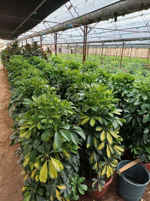 Ofis va xonadon uchun mos gullar sotiladi