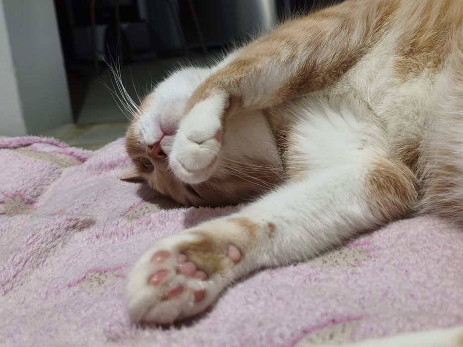 Кошки в добрые руки