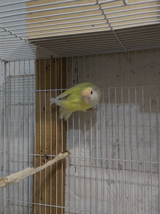 Попугай неразлучник ак тепе Чиланзар Ок