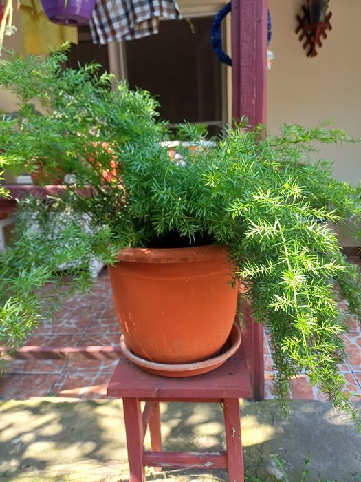 Asparagus plante decorative mature