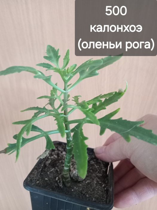 комнатные растения