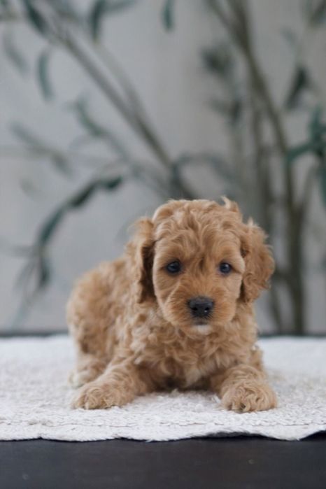 Caniche poodle apricot mini toy