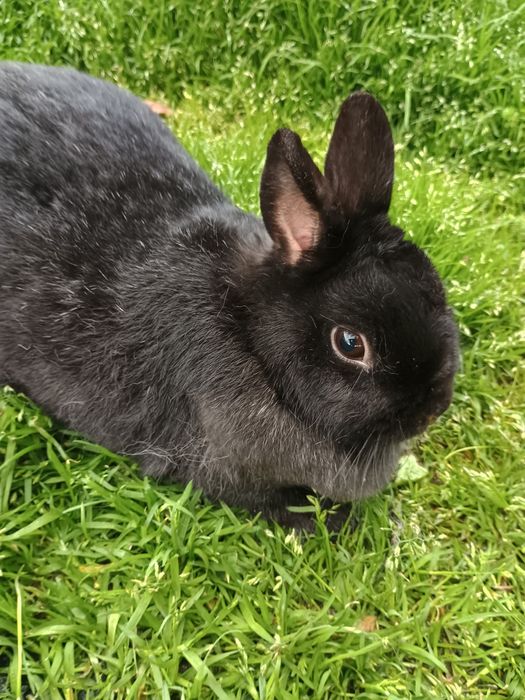 Iepuri pitic  Olandez