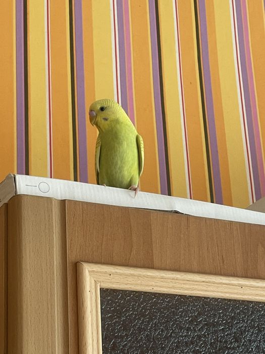 Волнистый попугай