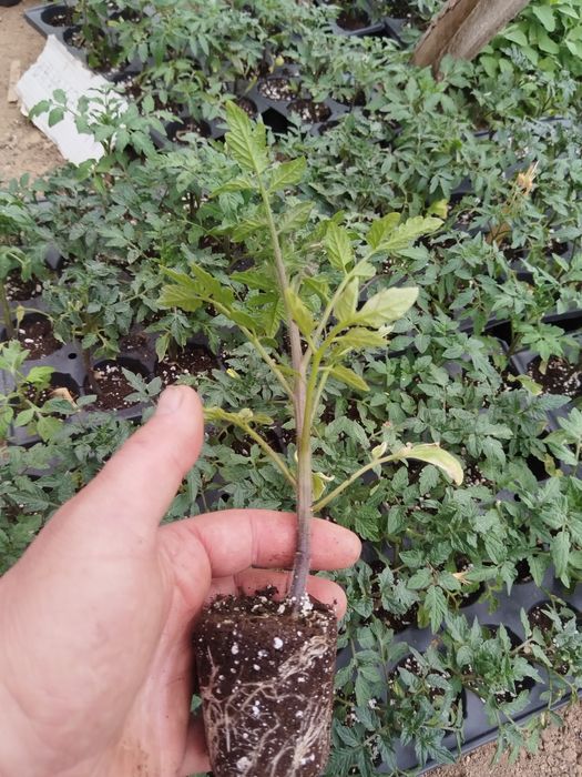 Разсад от Родопите – здрав и устойчив отгледан на над  900м