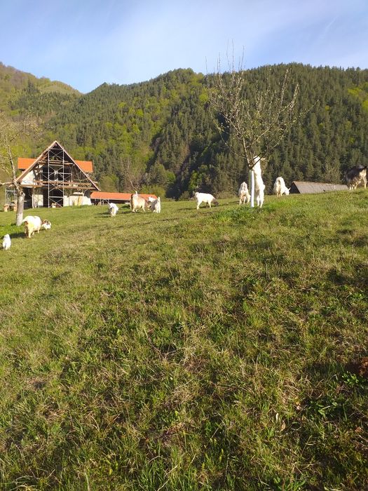 Capre tinere de vanzare