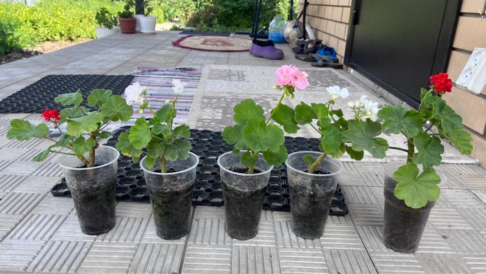 Соленья , компот , соки  в Заречном 2