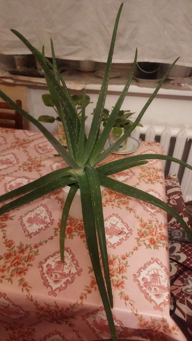 Алоэ Вера продам