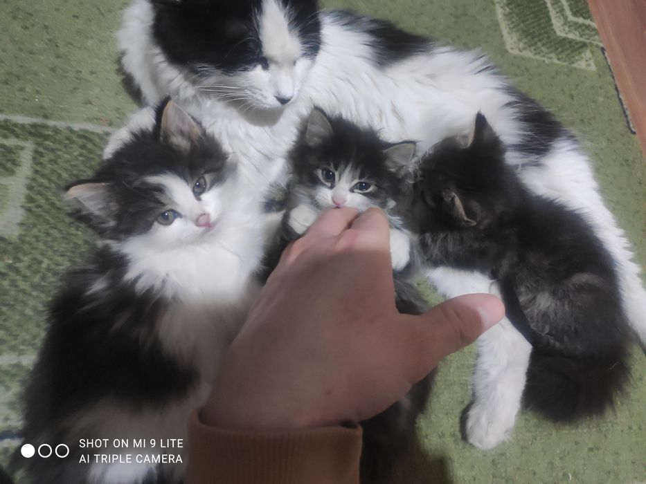 Котята бесплатно