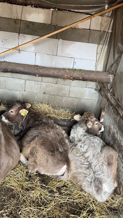 2 tăurași de vânzare