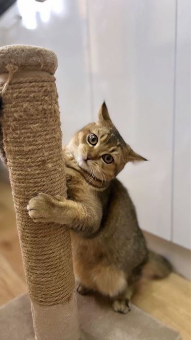 Вязка шотландский кот