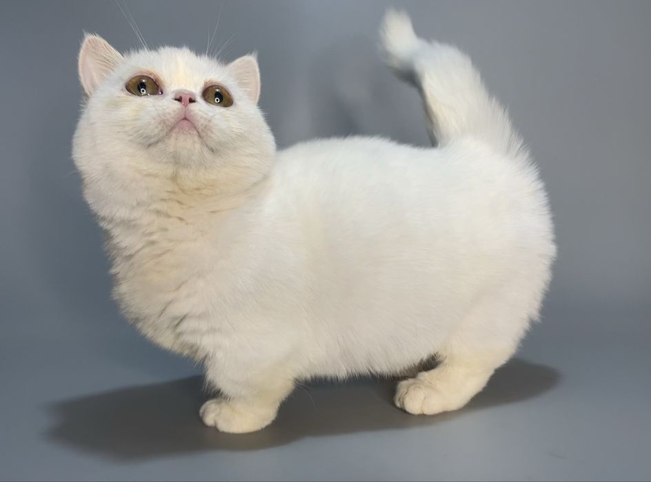 Продается кошечка манчкин