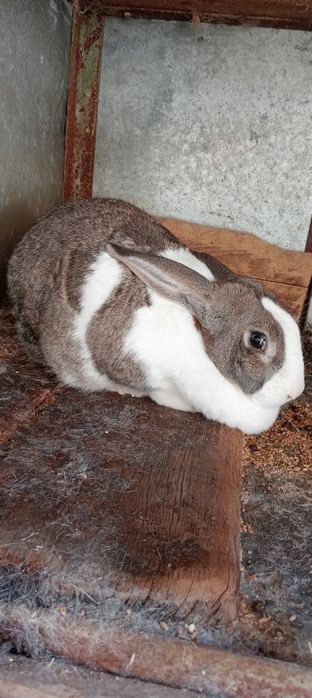 Vând iepuroaica hycole